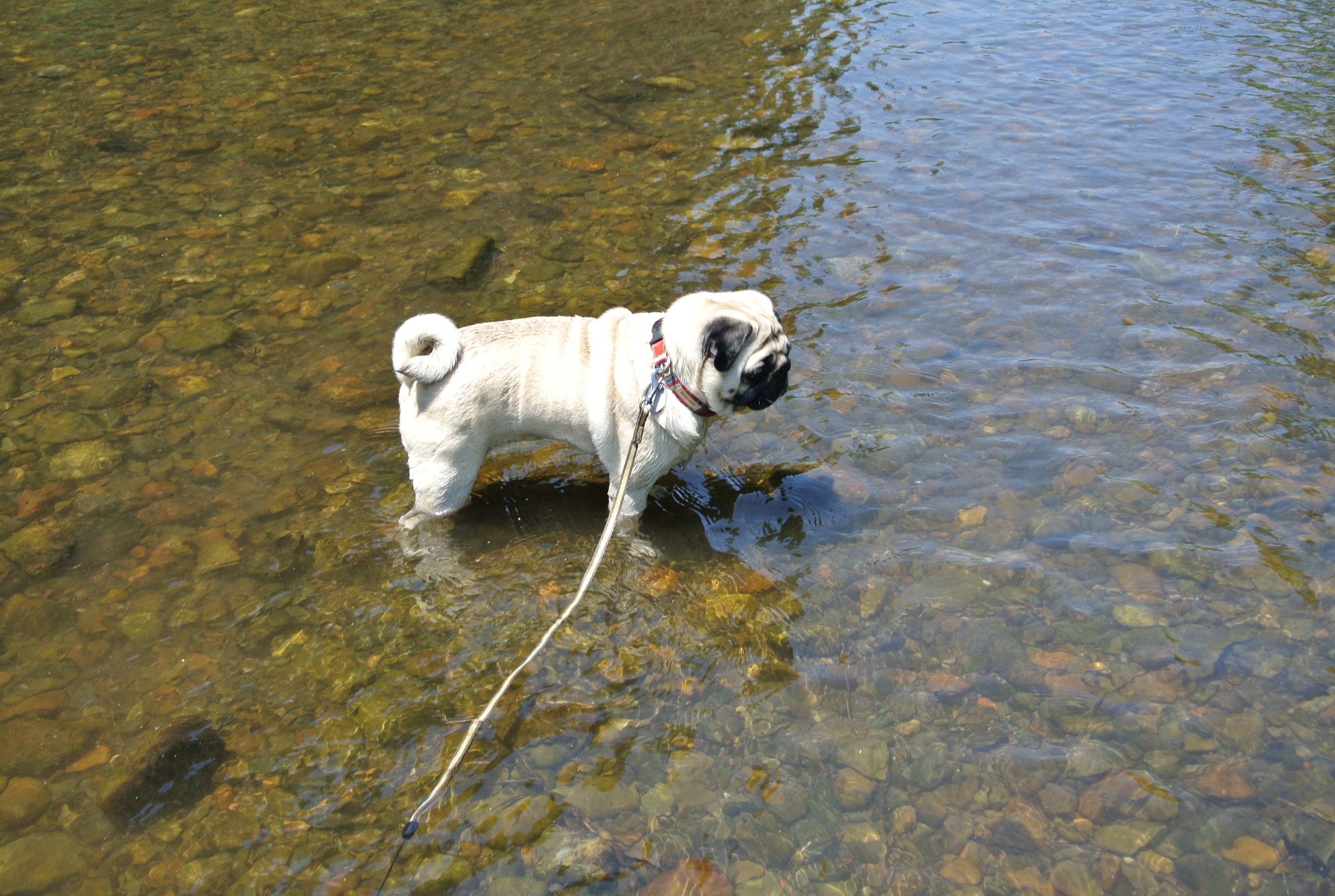 キャンパグ 犬と一緒にでかけた